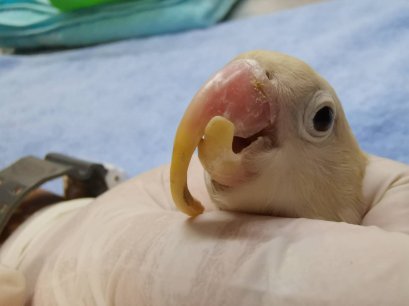 จงอยปากนกยาวผิดปกติ และวิธีแก้